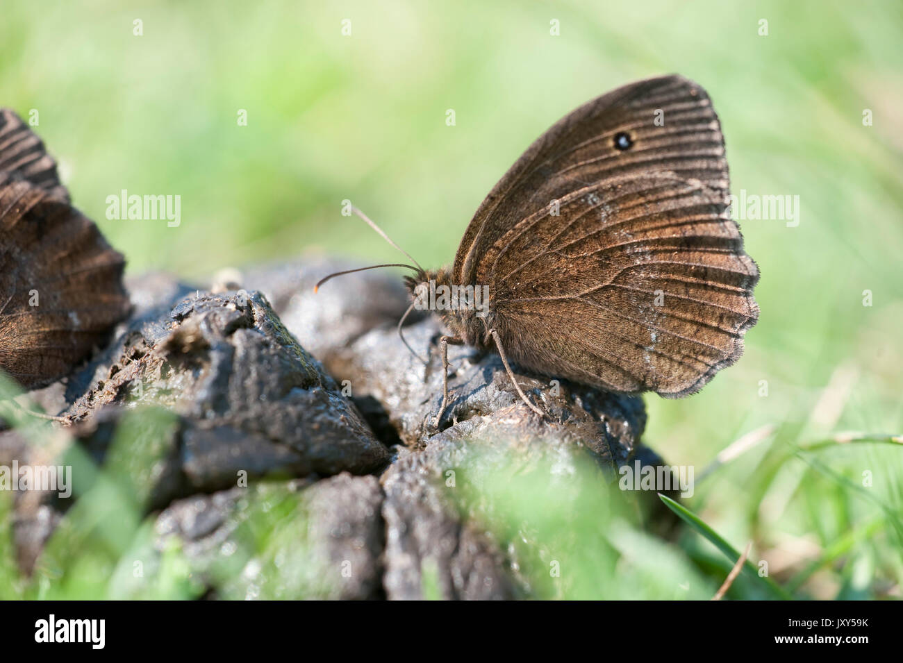 Dryad Butterfly, Minois dryas, Narcise Poienile, Brasov, Transilvania, Romania, alimentando il letame sulla terra Foto Stock