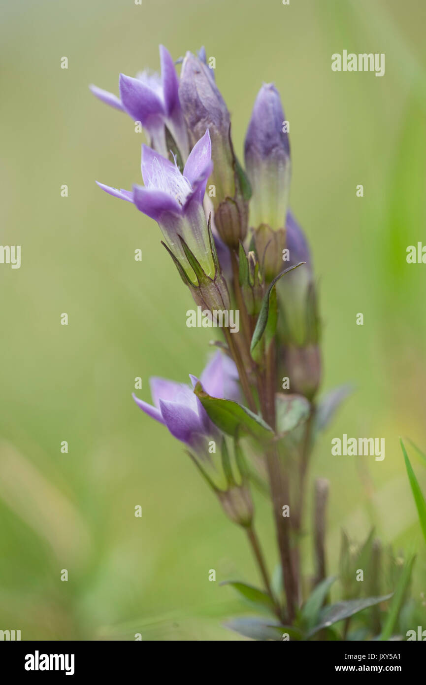 Chiltern Genziana, Gentianella germanica, Romania Foto Stock