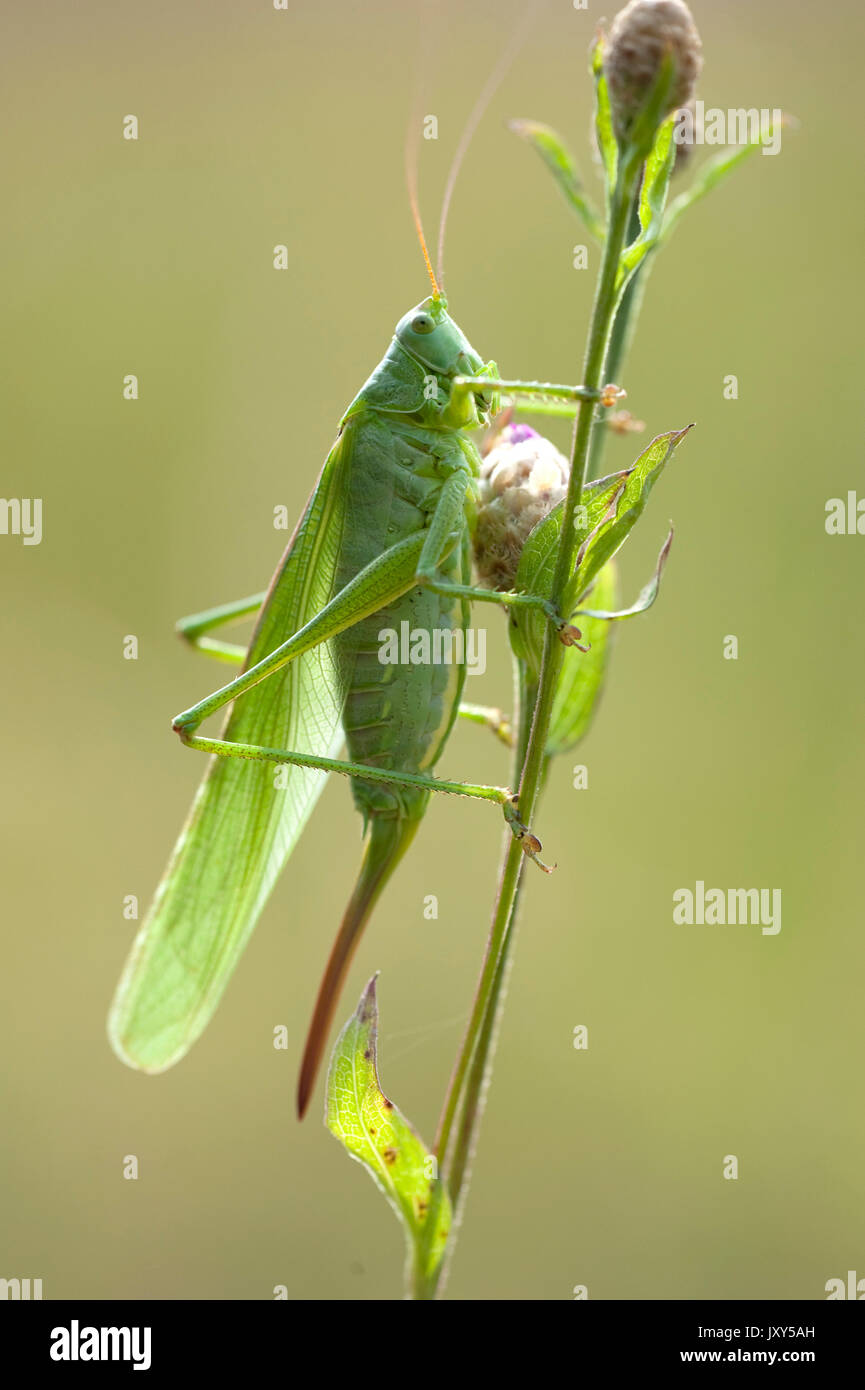 Grande macchia verde Cricket, Tettigonia viridissima, femmina, Brasov-Buzau, Romania, sullo stelo, retroilluminazione dal sole Foto Stock