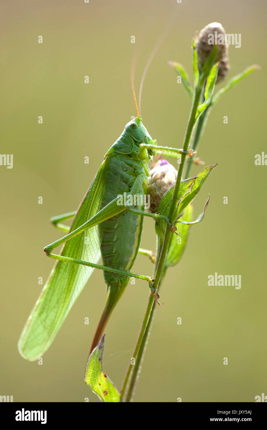 Grande macchia verde Cricket, Tettigonia viridissima, femmina, Brasov-Buzau, Romania, sullo stelo, retroilluminazione dal sole Foto Stock