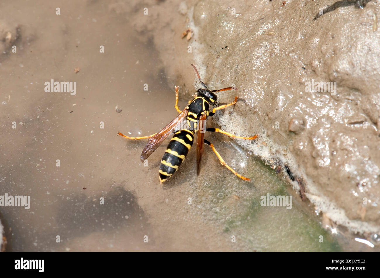 Carta Wasp, Polistes gallicus, Romania, acqua potabile a pozza, Polistes foederatus, Foto Stock