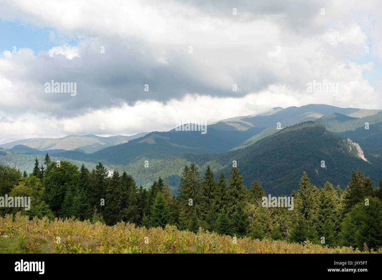 Vista del paesaggio, montagne di Bucegi, Romania, pineta, Foto Stock