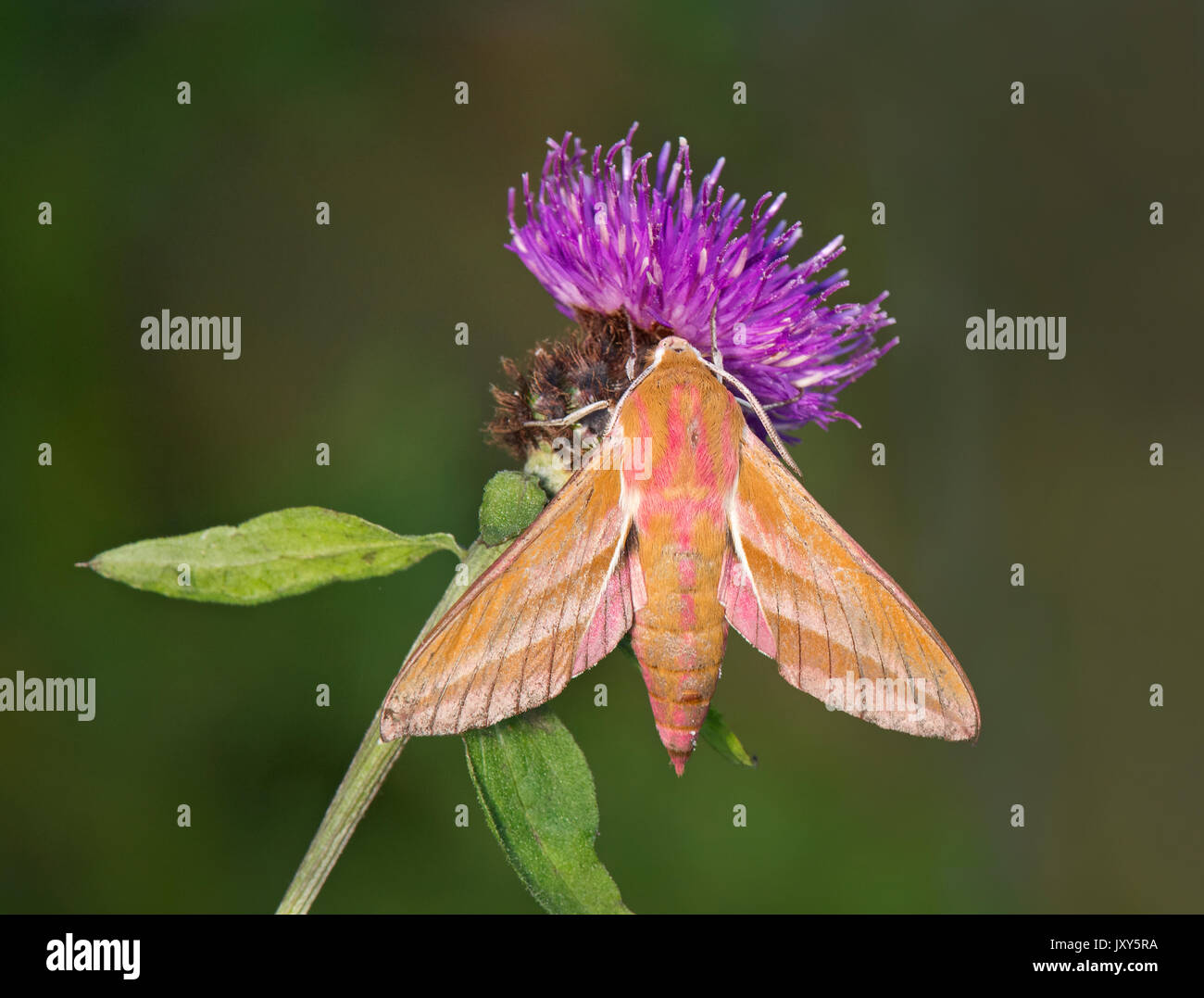Elephant Hawk Moth, Deilephila elpenor, seduto sul fiore di cardo Foto Stock