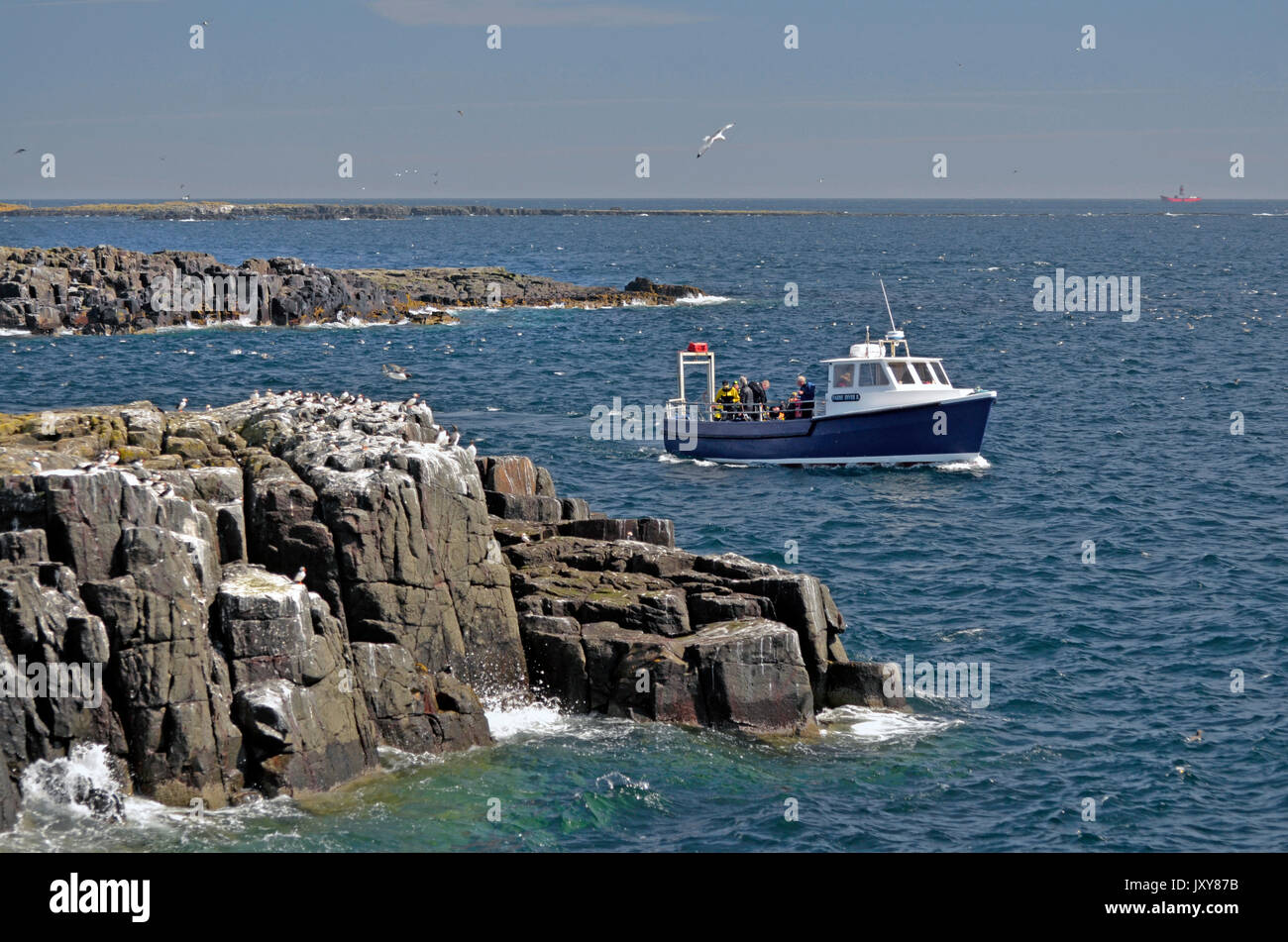 Barca off le isole farne northumberland Inghilterra Foto Stock