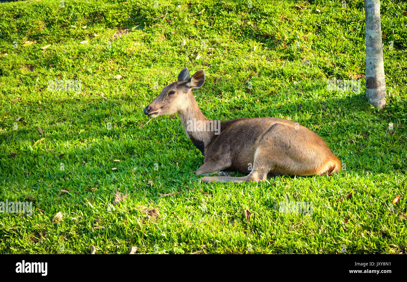 Cervo femmina giacciono su fresco verde erba con la natura sfondo.cervi rilassante sul giardino. Foto Stock
