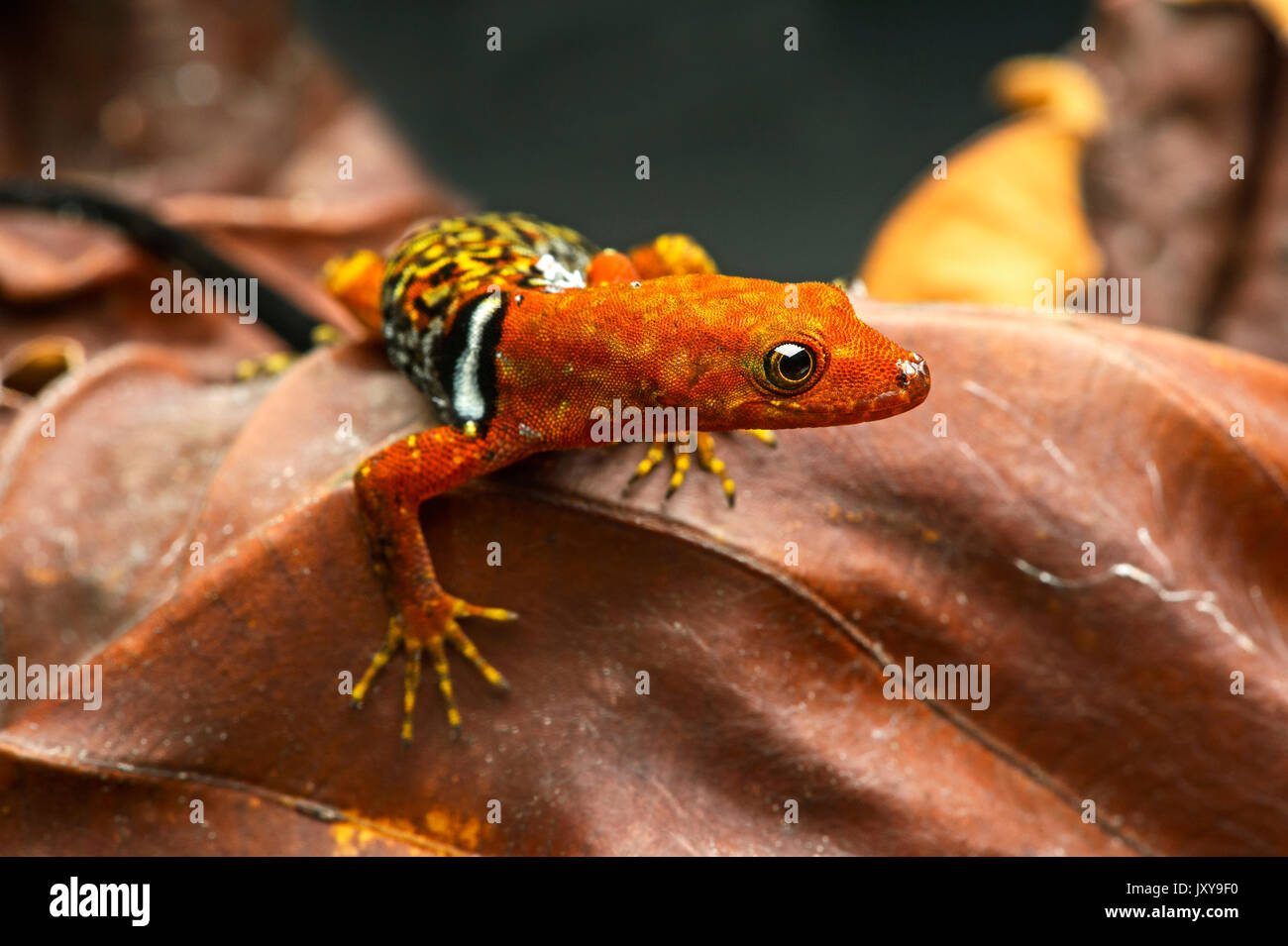 O'Shaughnessy's gecko (gonatodes concinnatus) maschio, una specie diurna di gecko, sphaerodactylidae, la foresta pluviale amazzonica in Yasuni National Park, ECU Foto Stock