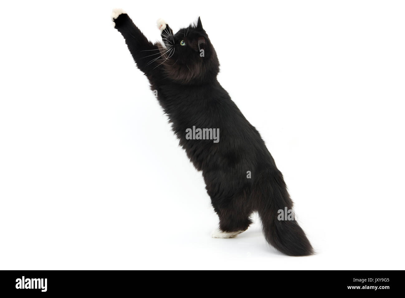 Bianco e nero gatto Siberiano, femmina in piedi sulle zampe posteriori contro uno sfondo bianco Foto Stock