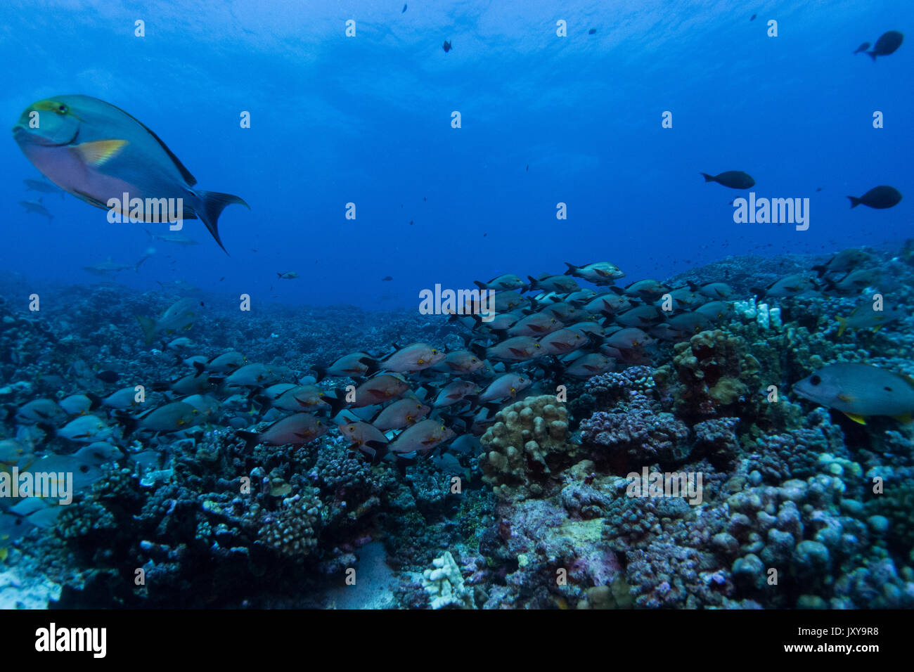 Brulicante di pesce nel nord passata di Fakarava atoll, Polinesia Francese Foto Stock