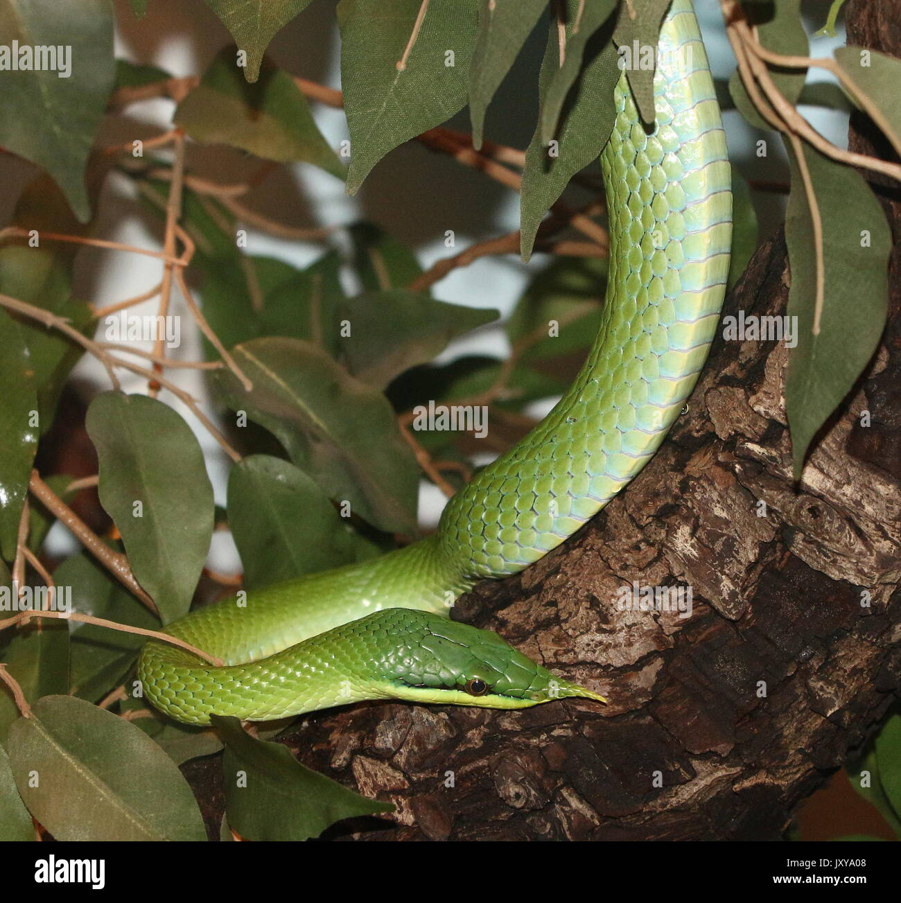 Rinoceronte vietnamita ratsnake o Longnose snake (Gonyosoma boulengeri, Rhynchophis boulengeri), chiudere uo della testa. Foto Stock