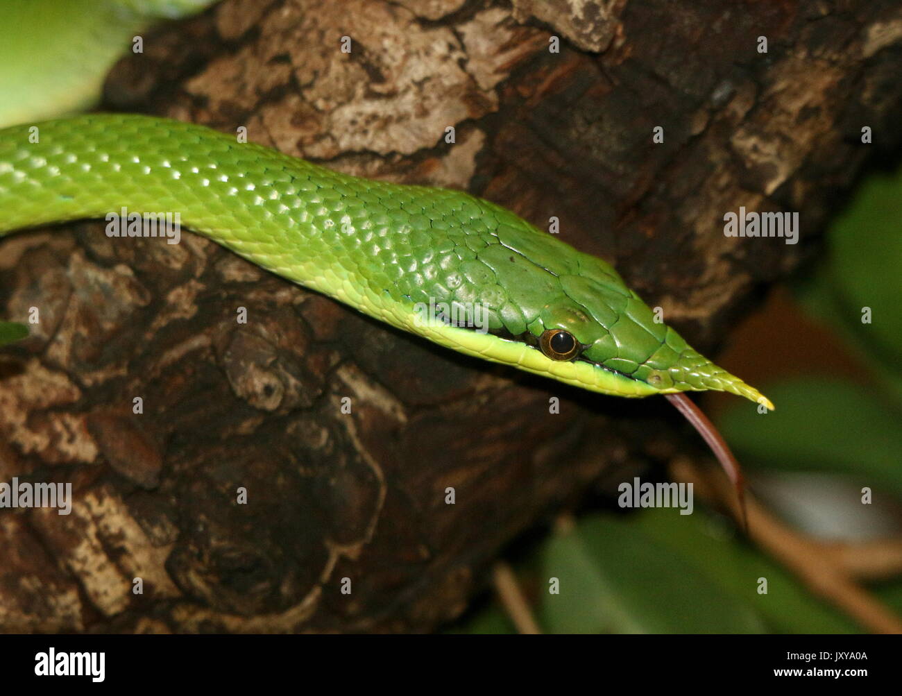 Rinoceronte vietnamita ratsnake o Longnose snake (Gonyosoma boulengeri, Rhynchophis boulengeri), lingua biforcuta mostra. Foto Stock