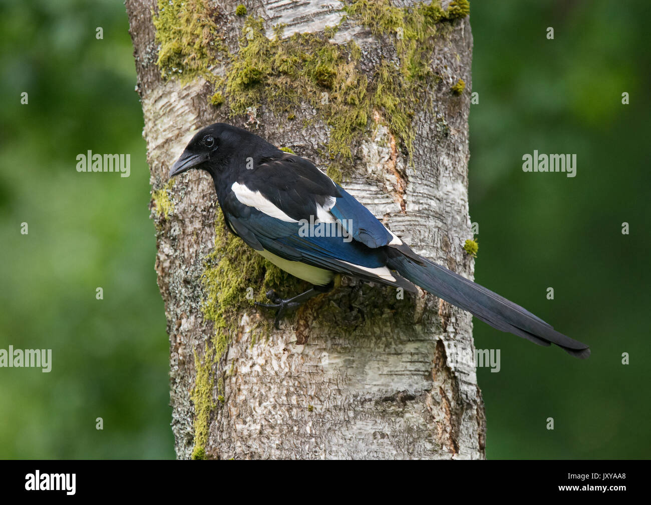 Eurasian gazza, comune gazza, Pica pica, appollaiato su argento betulla tronco di albero Foto Stock