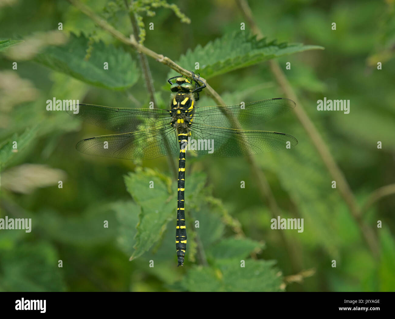 Golden-inanellati Dragonfly, Cordulegaster boltonii, appollaiato sul fogliame in Camarthenshire, Galles Foto Stock