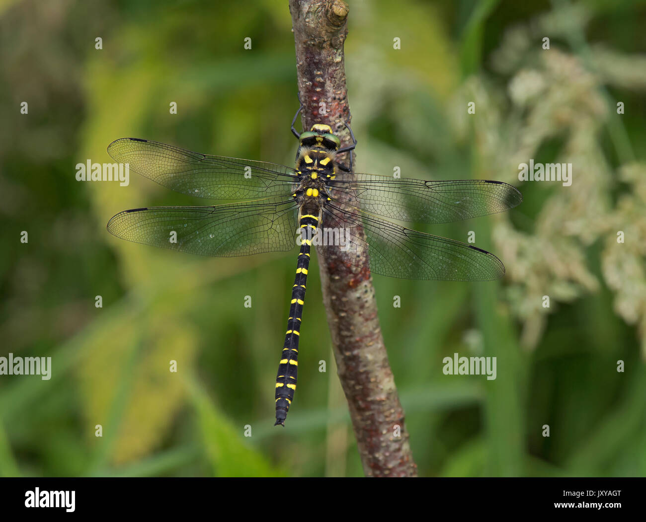 Golden-inanellati Dragonfly, Cordulegaster boltonii, appollaiato sul fogliame in Camarthenshire, Galles Foto Stock