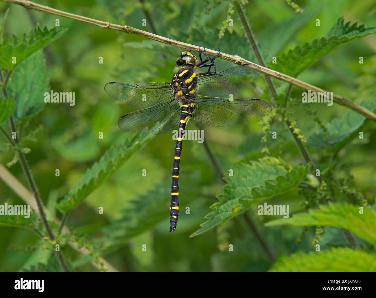 Golden-inanellati Dragonfly, Cordulegaster boltonii, appollaiato sul fogliame in Camarthenshire, Galles Foto Stock