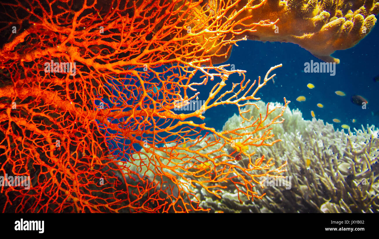 Rosso di colorati coralli duri e alcuni pesci corallo intorno sul Kri Raja Ampat, Indonesia Foto Stock