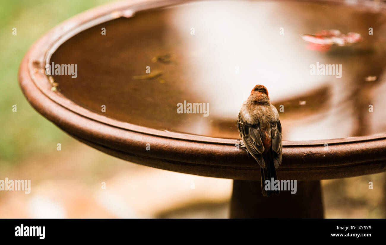 Bordo del bagno di uccelli - Faccia in acqua Foto Stock
