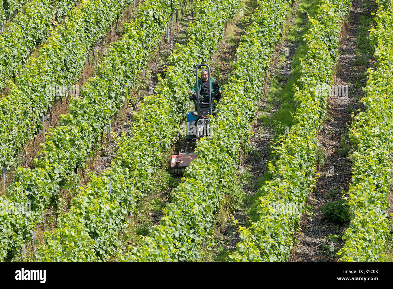 Macchina agricola in un vigneto vicino a Bernkastel-Kues, Moselle, Renania-Palatinato, Germania Foto Stock