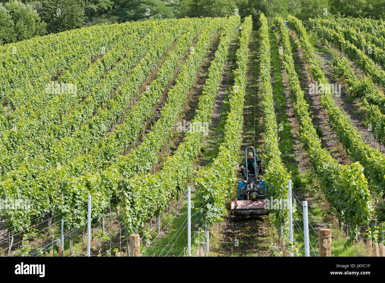 Macchina agricola in un vigneto vicino a Bernkastel-Kues, Moselle, Renania-Palatinato, Germania Foto Stock