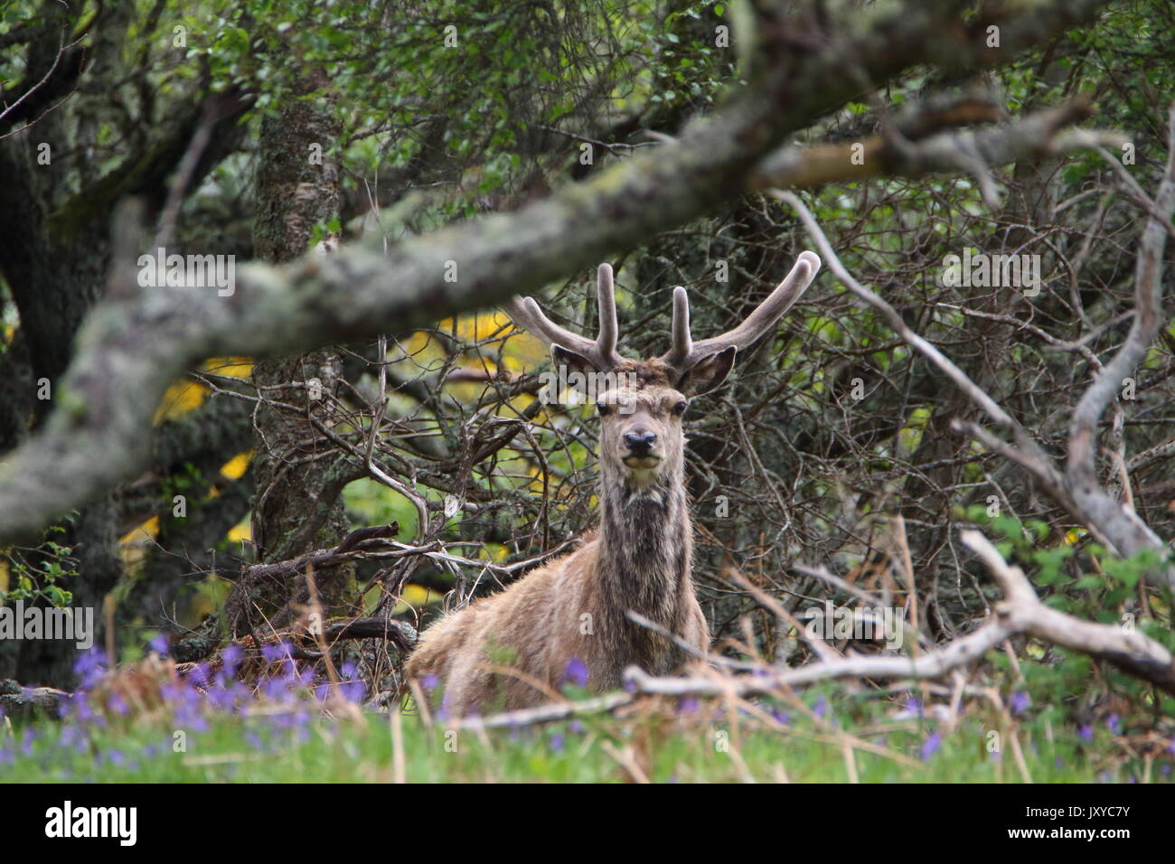 Se andate giù per i boschi oggi! Wild cervo (Cervus elaphus) in un bosco vicino al fiume Helmsdale in Sutherland, in Scozia, Regno Unito Foto Stock