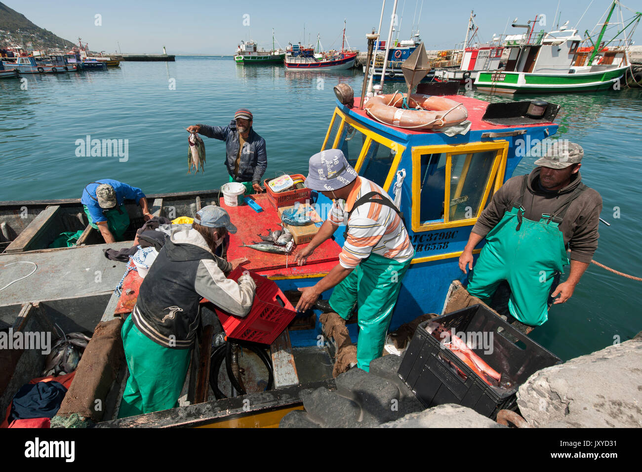 I pescatori off-caricando le loro catture in Kalk Bay Harbor, Cape Town, Sud Africa. Foto Stock