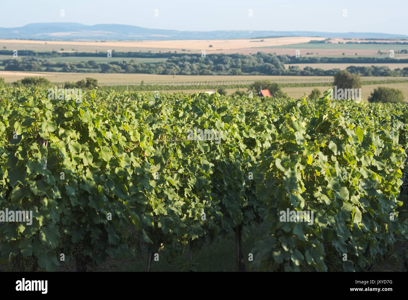 Soleggiato verde paesaggio di vigneti su un pomeriggio di estate Foto Stock