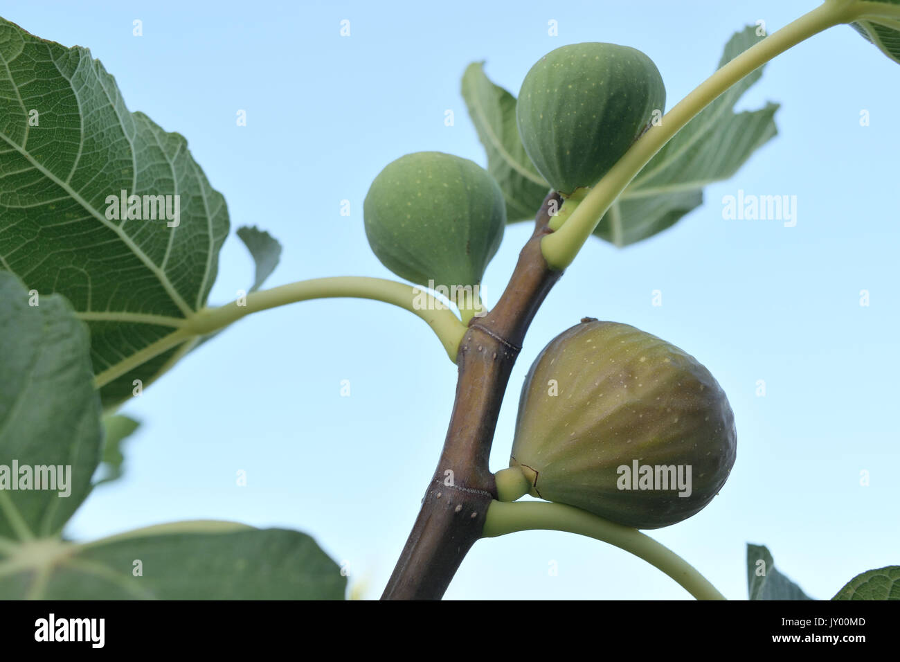 Le figure quasi mature ancora sulla struttura ad albero Foto Stock