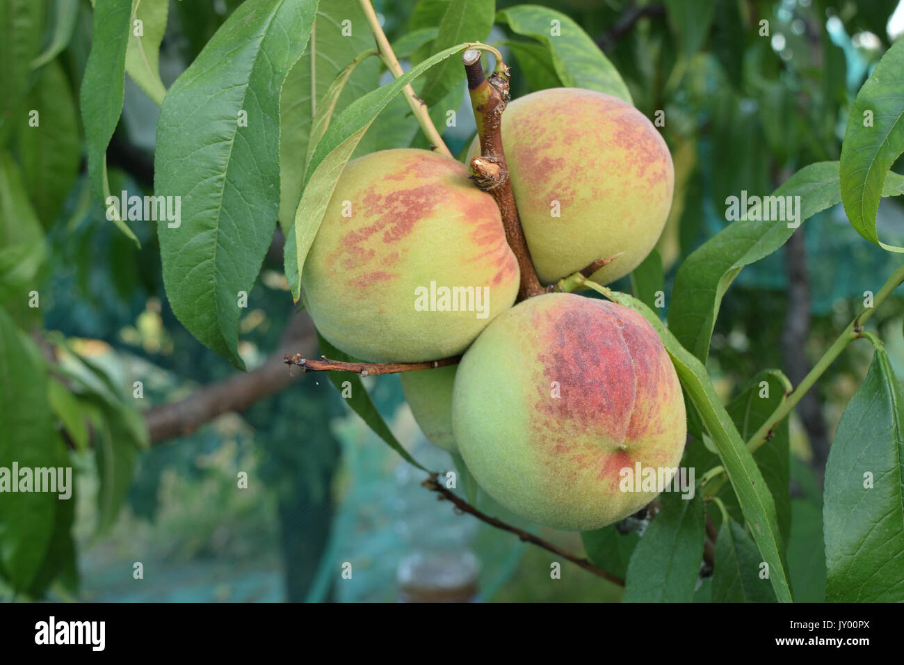 Pesche quasi mature ancora sulla struttura ad albero Foto Stock