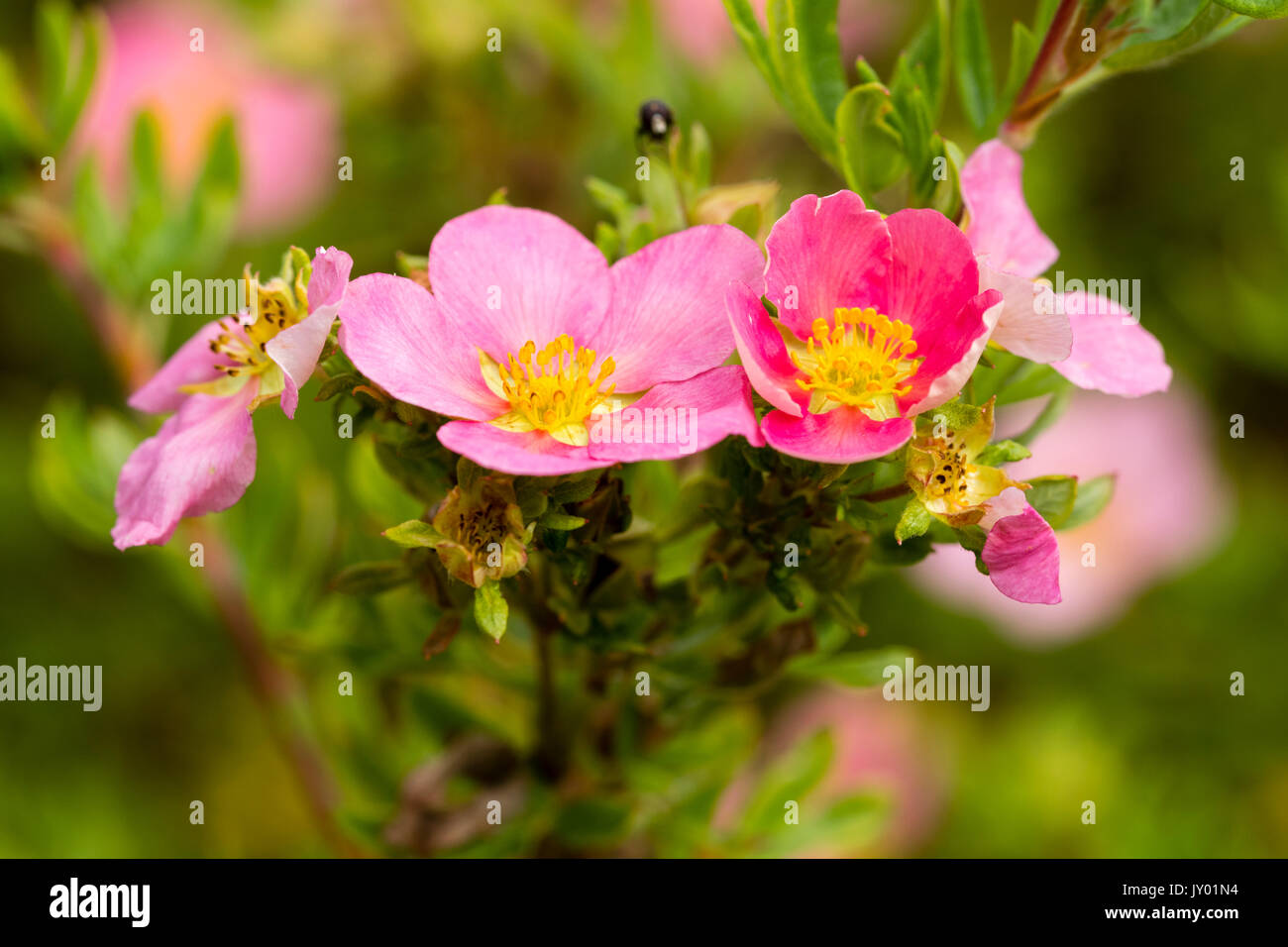 Rosa fiori estivi di Hardy, sagomata arbusto, Potentilla fruticosa 'Rosa bellezza' Foto Stock