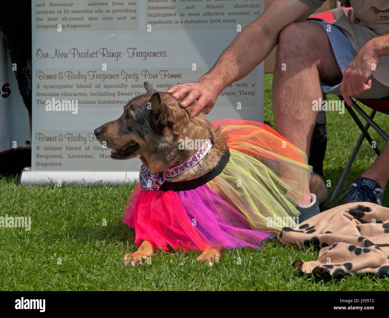 Un dog show in Preston Park, Brighton Foto Stock