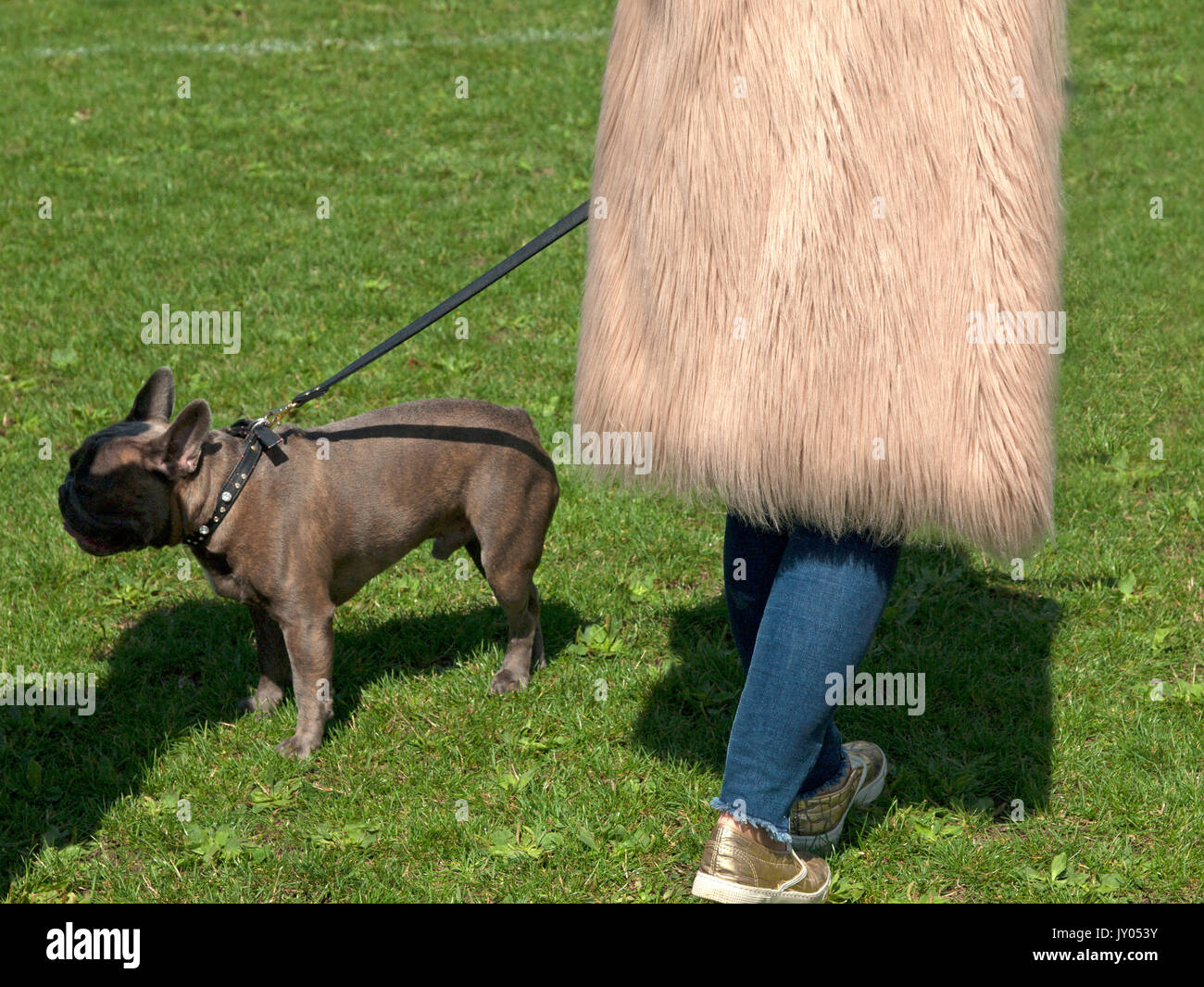 Un dog show in Preston Park, Brighton Foto Stock