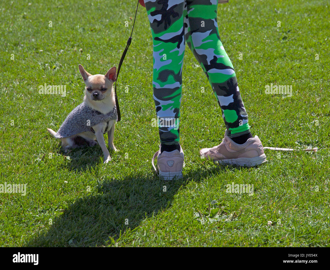 Un dog show in Preston Park, Brighton Foto Stock
