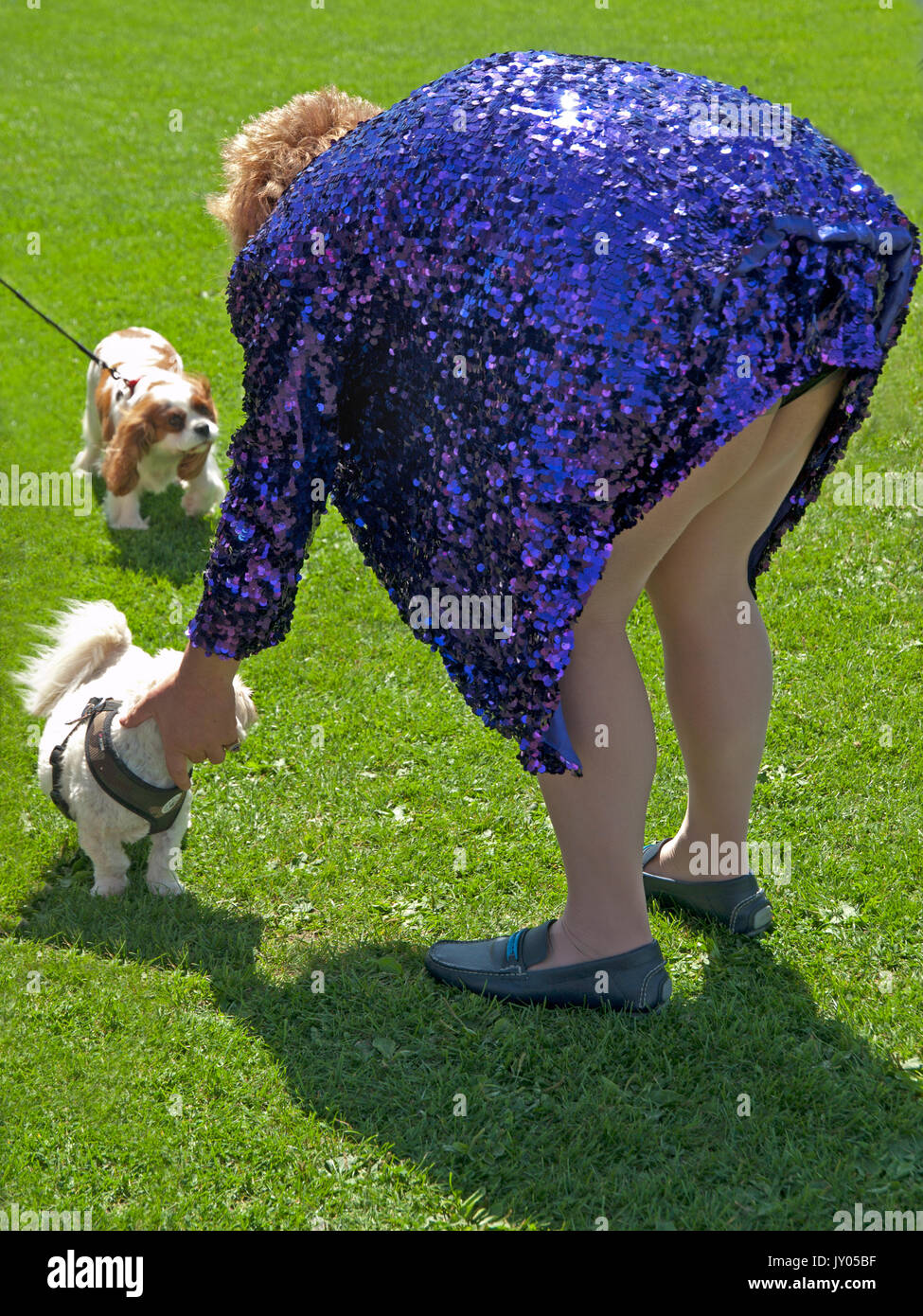 Un dog show in Preston Park, Brighton Foto Stock