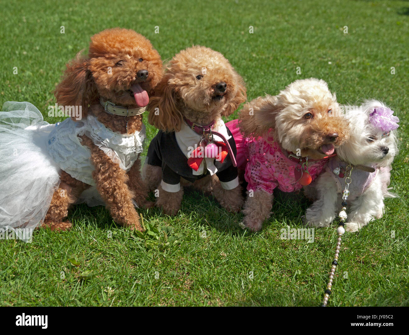 Un dog show in Preston Park, Brighton Foto Stock