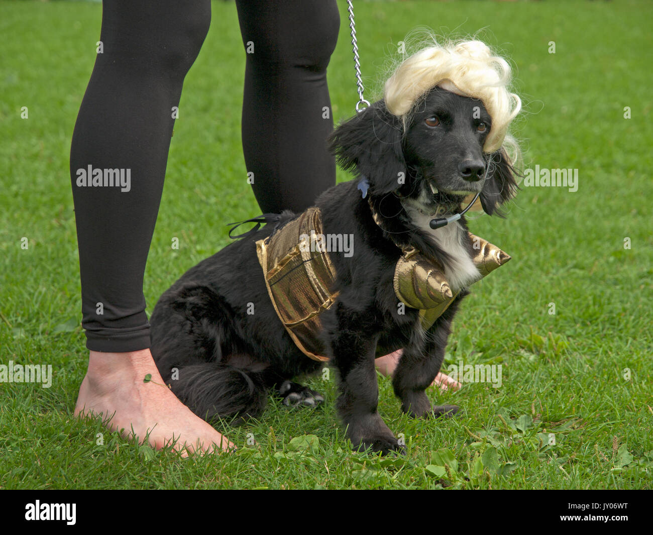 Un dog show in Preston Park, Brighton Foto Stock