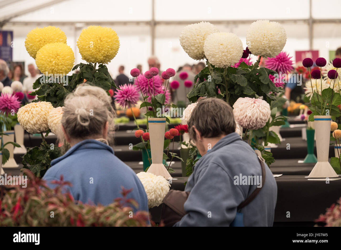 Onorevoli ispezione crisantemo fiorisce in autunno Malvern Visualizza. Tre contee Showground, Worcestershire, Inghilterra. Regno Unito. Foto Stock