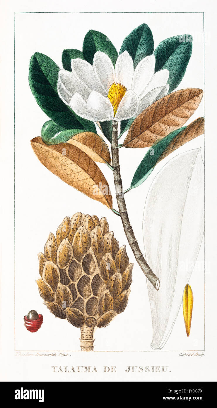 Talauma de Jussieu incisione Descourtilz stampa 1833 Foto Stock