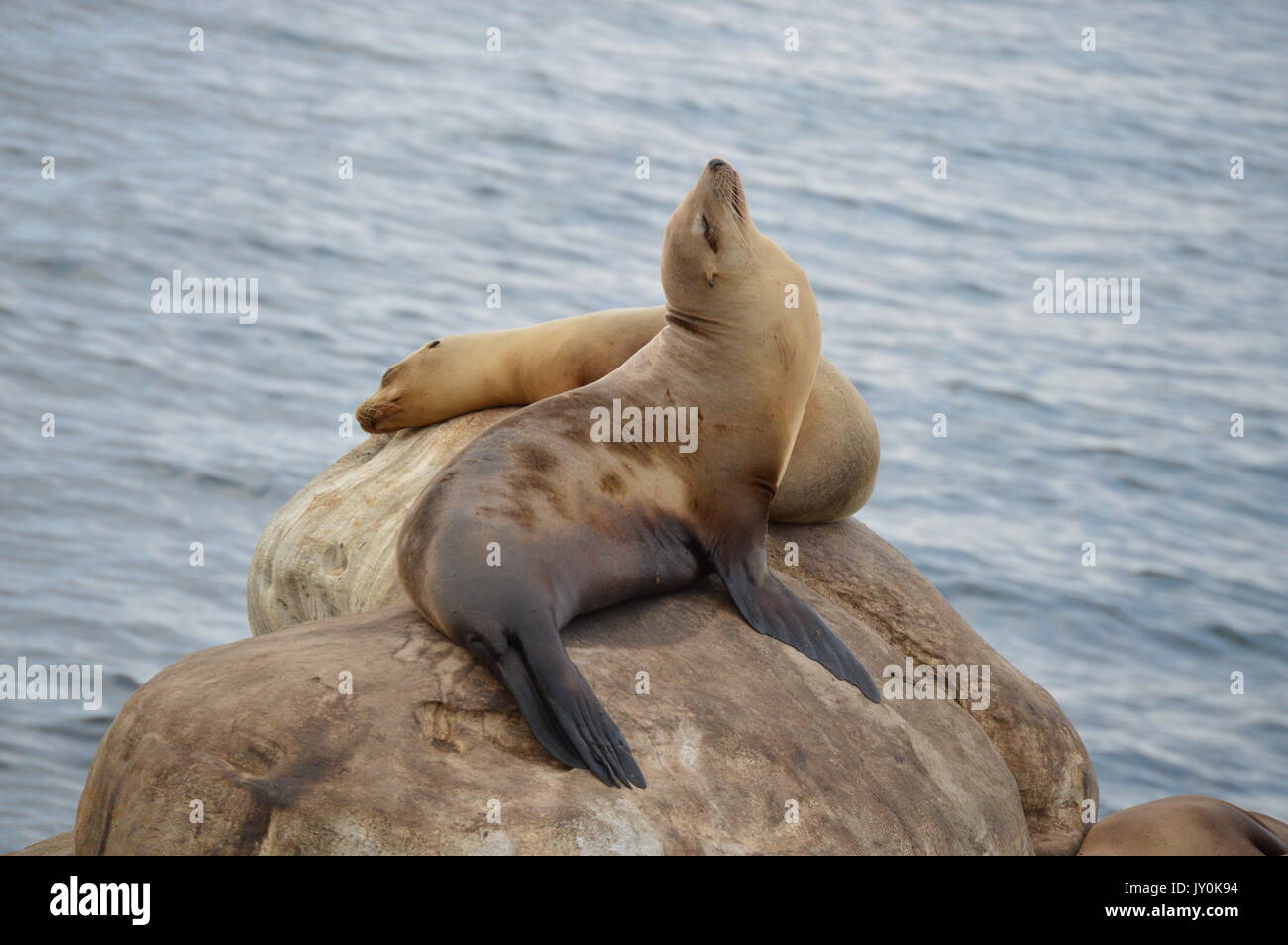 Le guarnizioni magicall di san diego Foto Stock