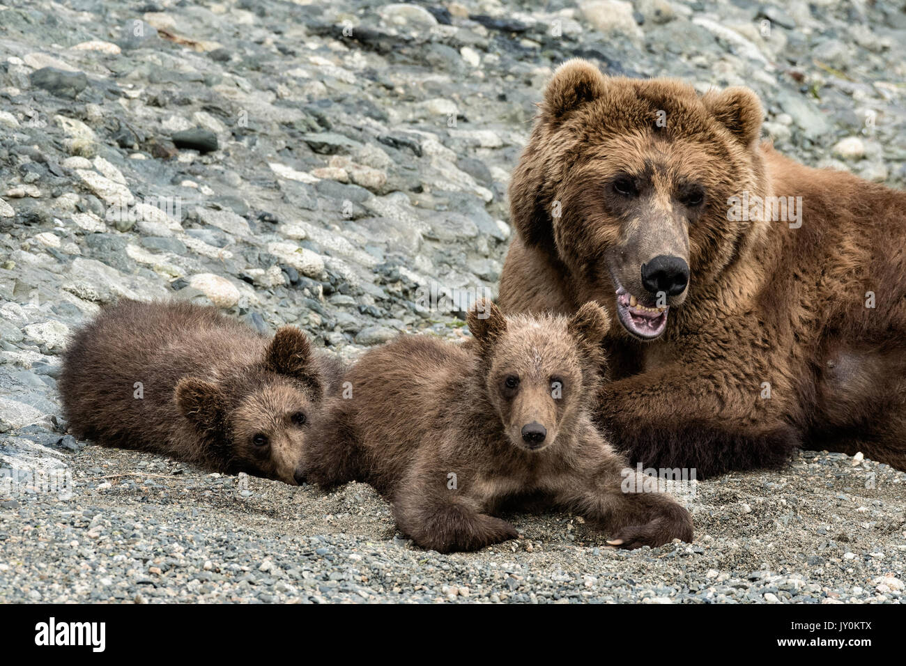 Orso grizzly cuccioli di molla resto accanto alla loro madre sulle rive  della laguna inferiore al McNeil River State Game Santuario sulla Penisola  di Kenai, Alaska. Il sito remoto è accessibile solo