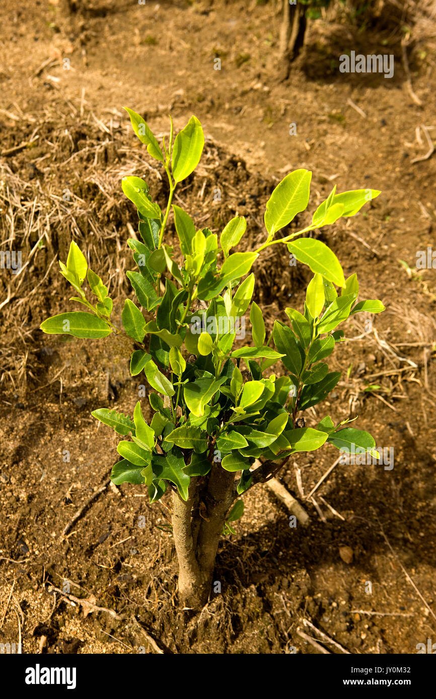 La piantagione di coca Erythroxylum coca, foglie la produzione di cocaina,  Perù Foto stock - Alamy