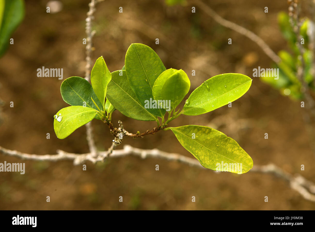 La piantagione di coca Erythroxylum coca, foglie la produzione di cocaina, Perù Foto Stock