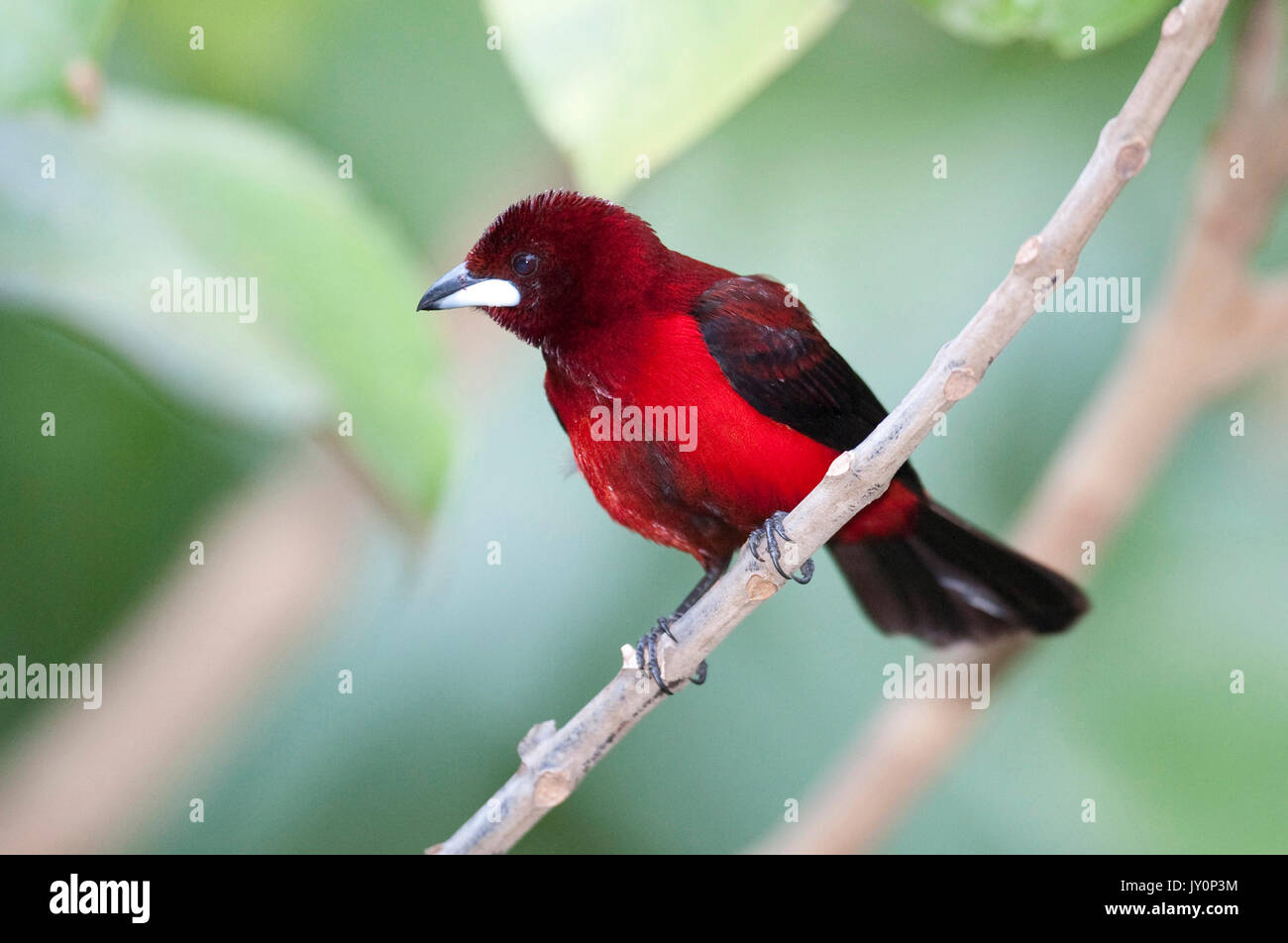 Crimson backed Tanager, Ramphocelus dimidiatus, Panama, America Centrale, Gamboa Riserva, Parque Nacional Soberania, maschio arroccato nella struttura ad albero, Foto Stock