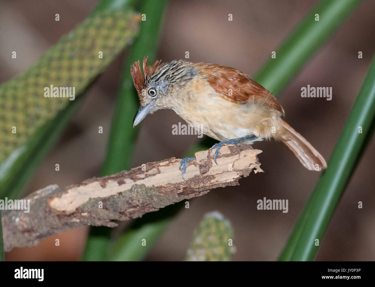Bloccate Antshrike, Thamnophilus doliatus nigricristatus, Femmina, Panama, America Centrale, Gamboa Riserva, Parque Nacional Soberania, appollaiato sul ramo Foto Stock