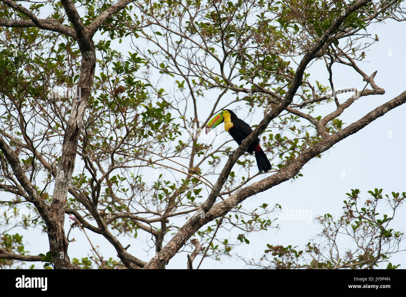 Chiglia fatturati Toucan, Ramphastos sulfuratus brevicrinatus, Panama, America Centrale, Pipeline Road, Parque Nacional Soberania, arroccato nella struttura ad albero Foto Stock