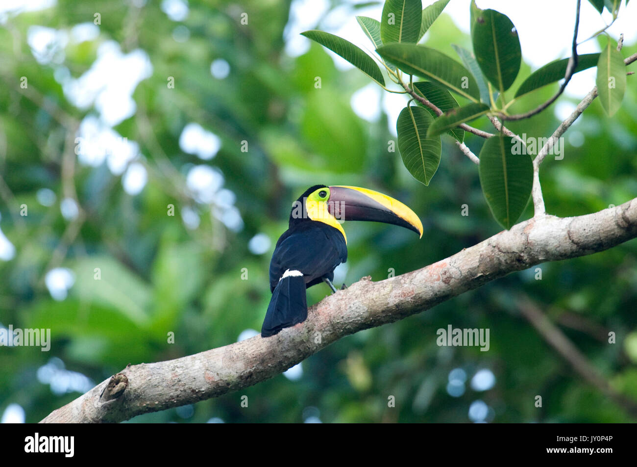 Chestnut Mandibled Toucan, Ramphastos swainsonii, Panama, America Centrale, Pipeline Road, Parque Nacional Soberania, arroccato nella struttura ad albero Foto Stock