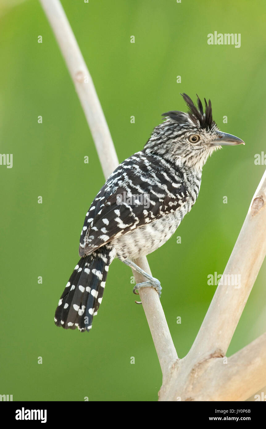 Bloccate Antshrike, Thamnophilus doliatus nigricristatus, maschio, Panama, America Centrale, Gamboa Riserva, Parque Nacional Soberania, appollaiato sul ramo Foto Stock