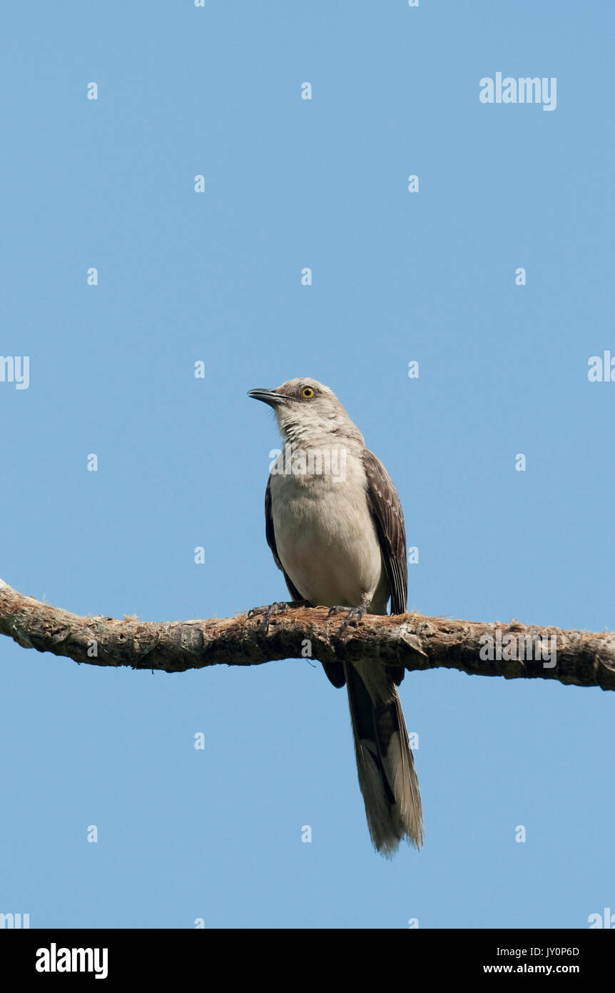 Northern Mockingbird, Mimus polyglottos, Panama, America Centrale, Gamboa Riserva, Parque Nacional Soberania, appollaiato sul ramo, cielo blu sullo sfondo Foto Stock