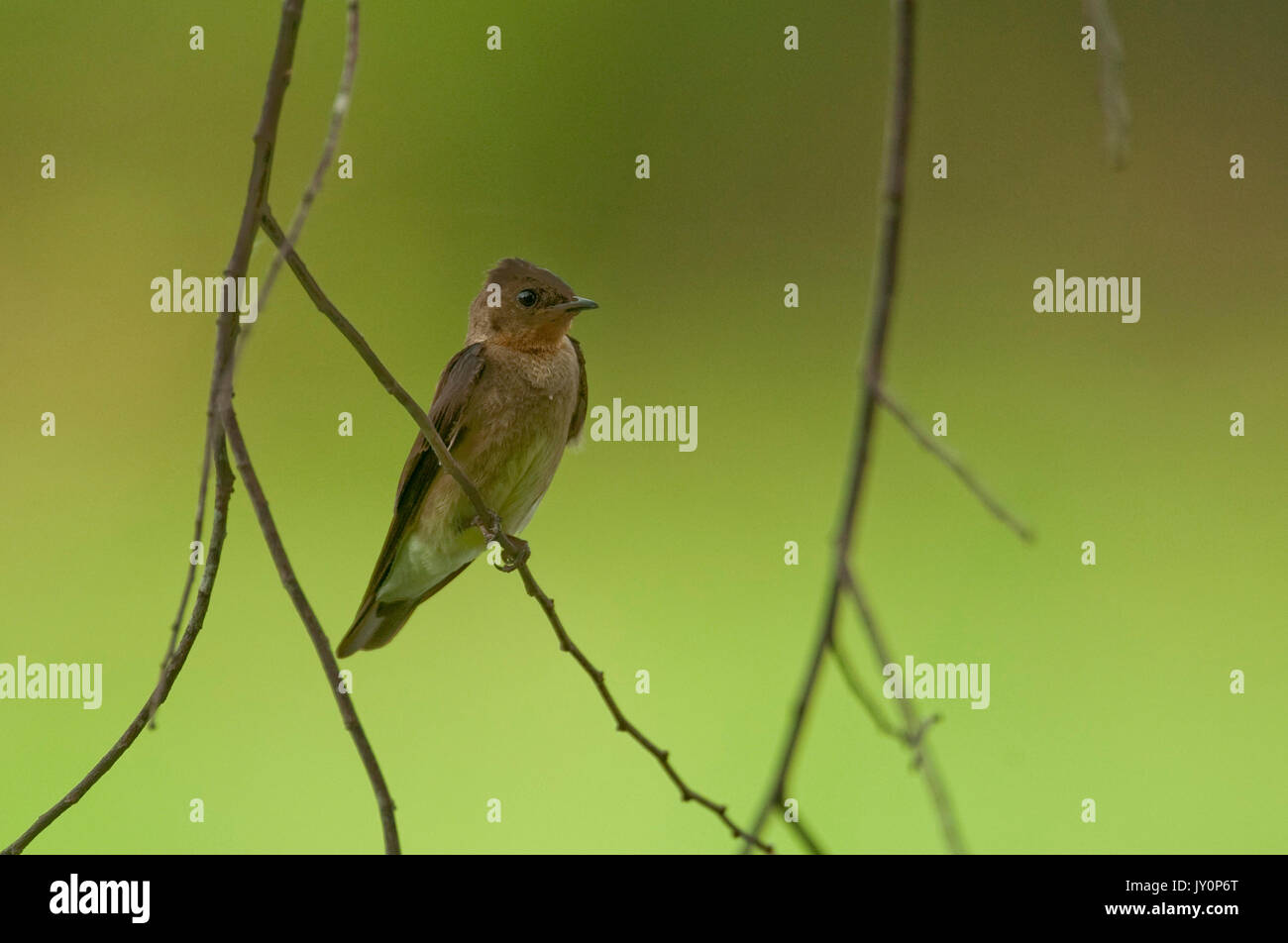 Southern alato ruvida Swallow, Stelgidopteryx ruficollis, Panama, America Centrale, Gamboa Riserva, Parque Nacional Soberania, appollaiato sul ramo di piccole dimensioni Foto Stock