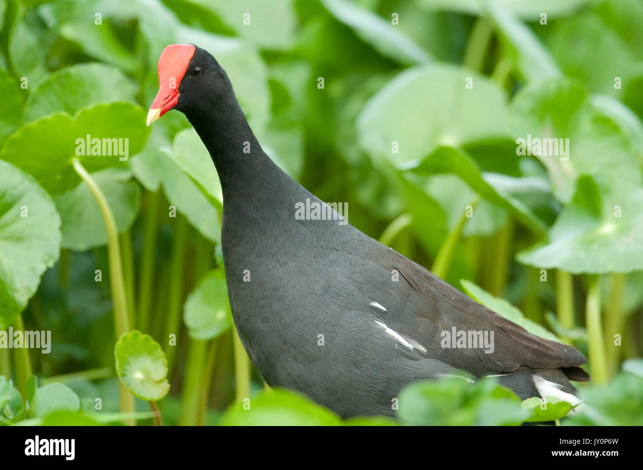 Comune, Moorhen Gallinula chloropus cachinnans, Panama, America Centrale, Gamboa Riserva, Parque Nacional Soberania, wading intorno a Lily Pad a bordo della Foto Stock