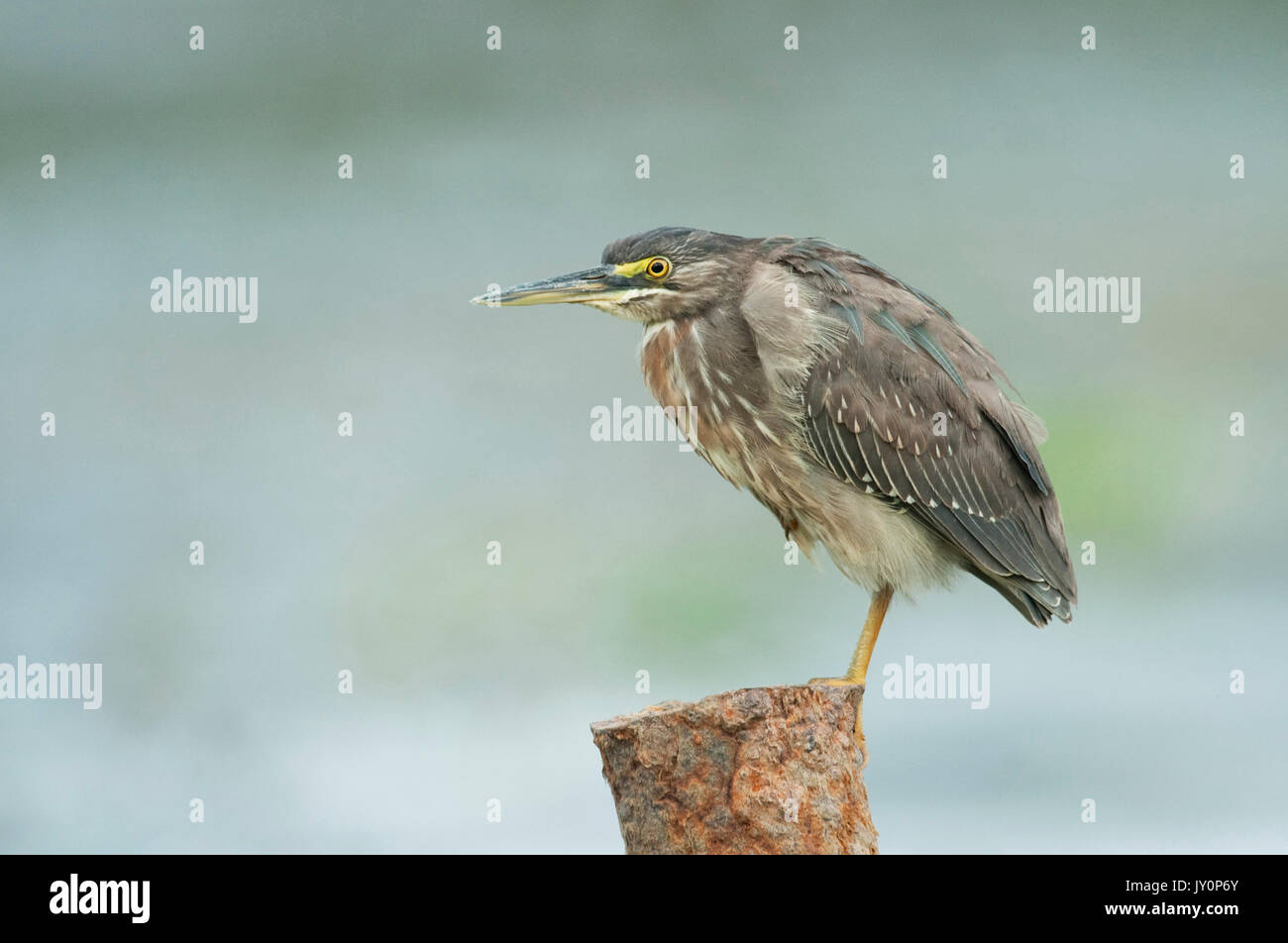Green Heron, Butorides virescens, Panama, America Centrale, Gamboa Riserva, Parque Nacional Soberania, appollaiato sul posto a lato del lago, giovani, bambini Foto Stock