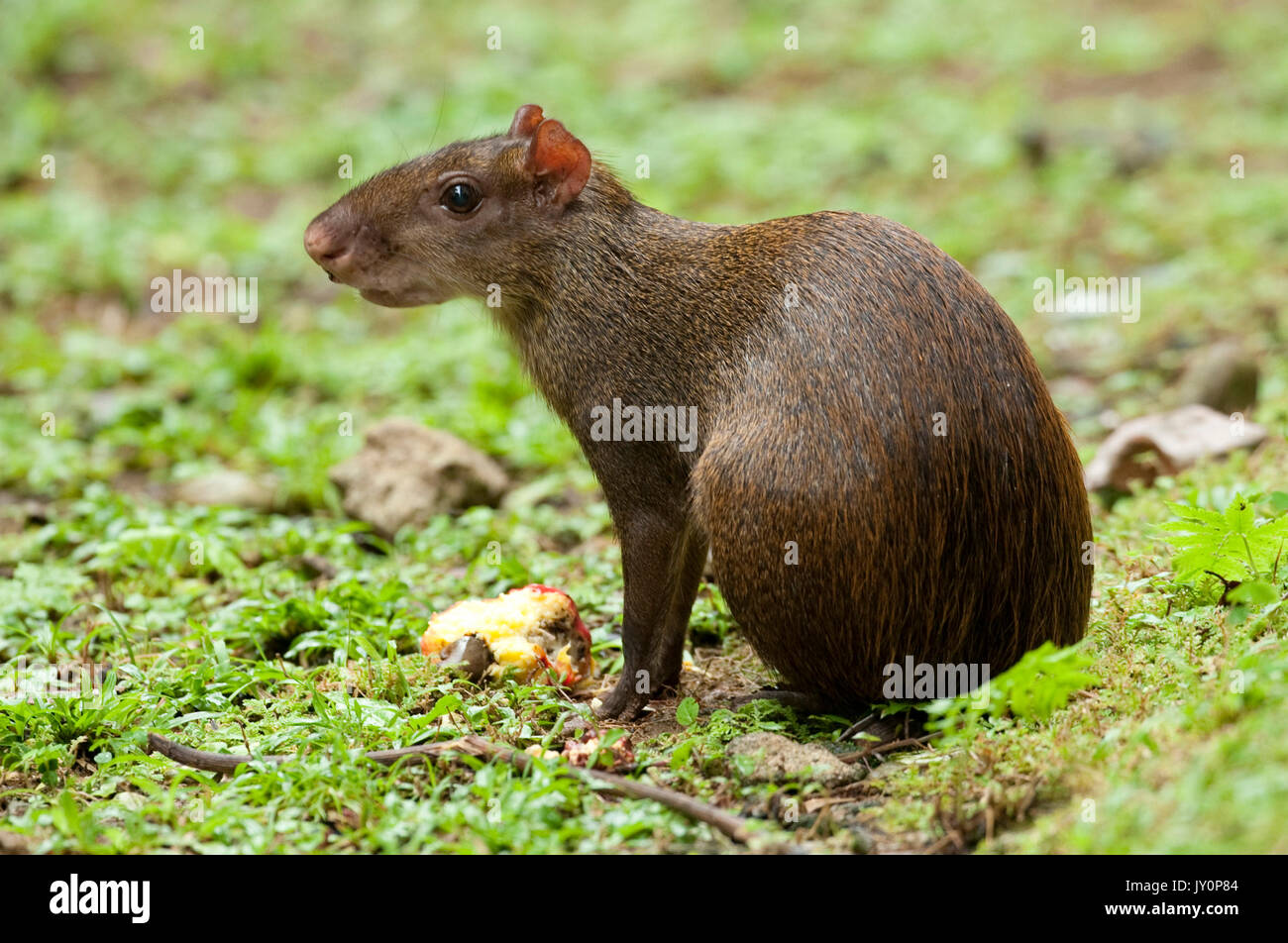 America centrale, Agouti Dasyprocta punctata, Panama, America Centrale, Gamboa Riserva, Parque Nacional Soberania Foto Stock
